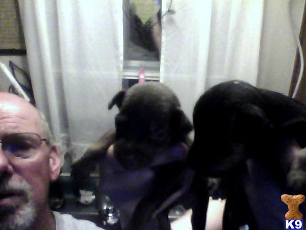Miniature Pinscher Puppies