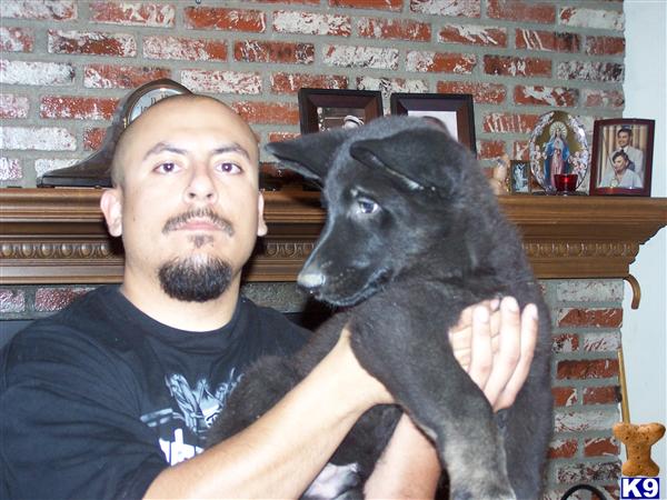 Puppies in Chino