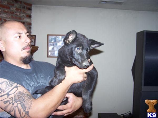 Puppies in Chino