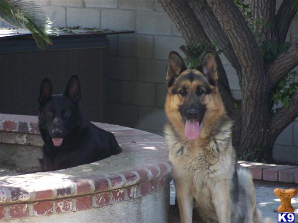 Puppies in Chino