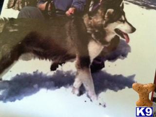 Stud Dogs - Alaskan Malamute