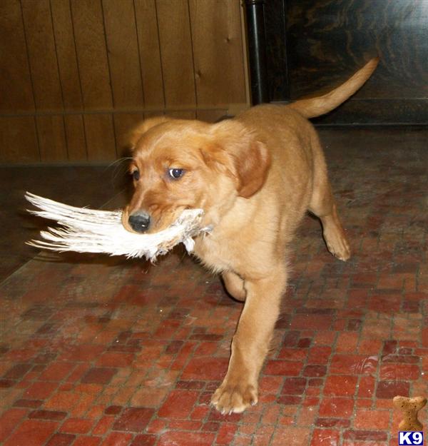 Puppies in NE