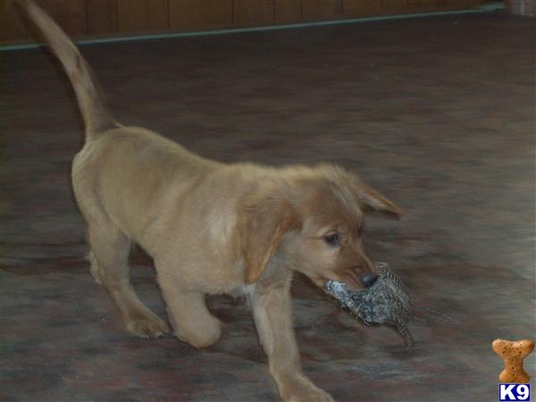 Puppies in NE