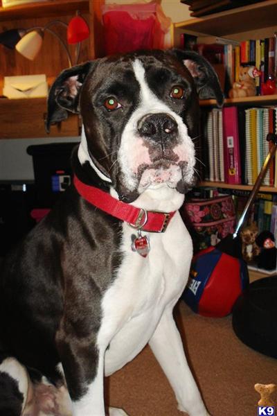 Stud Dogs - Boxer