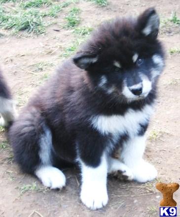 Alaskan Malamute Puppies in WA