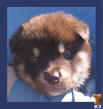 Alaskan Malamute Puppies for Sale