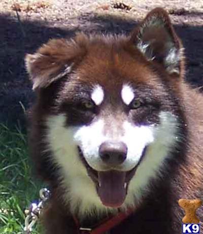 Alaskan Malamute Puppies for Sale