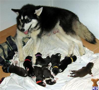 Alaskan Malamute Puppies for Sale