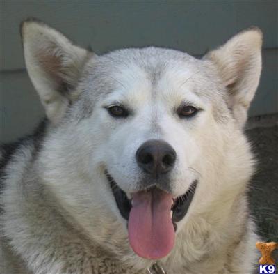 Alaskan Malamute Puppies for Sale