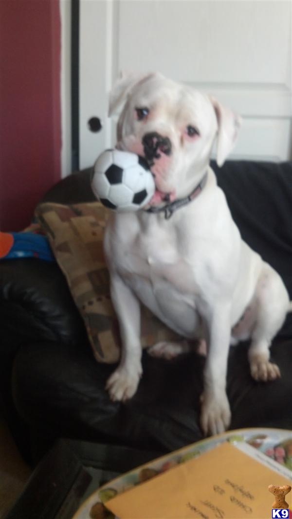 Stud Dogs - American Bulldog