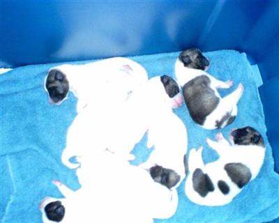 Akita Puppies in FL
