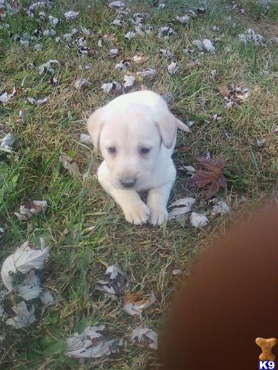 Puppies in Chillicothe