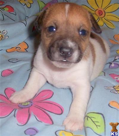 Jack Russell Terrier Puppies for Sale