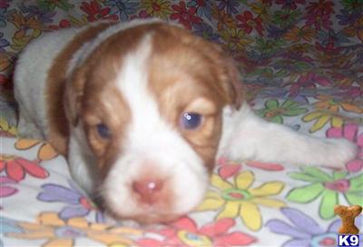 Puppies in MI