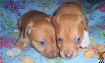 Puppies in MI