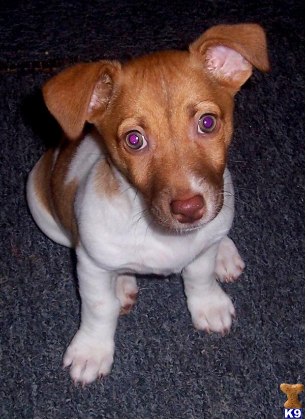 Jack+russell+puppies+for+sale+in+michigan