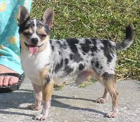 Stud Dogs in FL