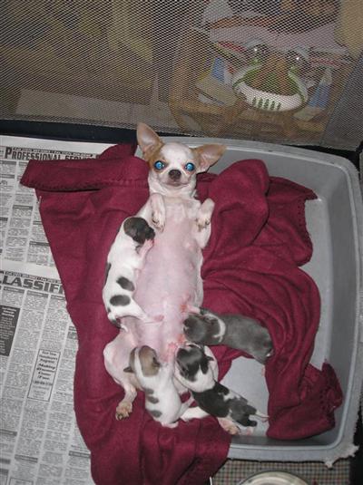 Chihuahua Puppies in FL