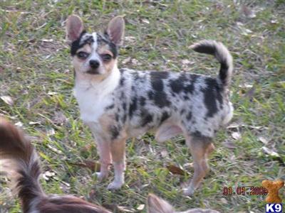 Stud Dogs - Chihuahua