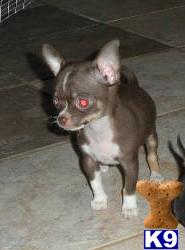 Chihuahua Puppies for Sale
