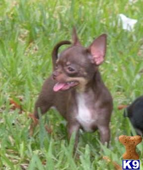 Chihuahua Puppies for Sale
