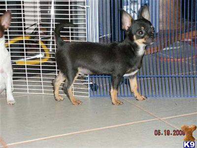Chihuahua Puppies for Sale