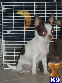 Chihuahua Puppies for Sale