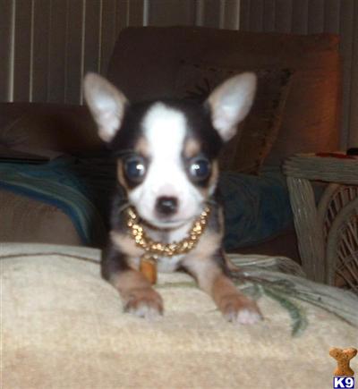 Chihuahua Puppies in FL