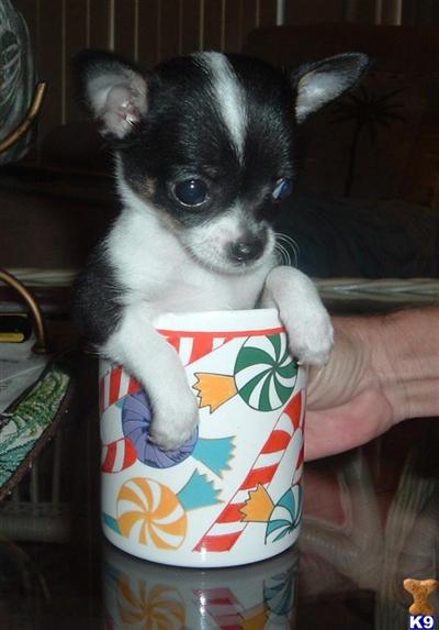 Chihuahua Puppies in FL