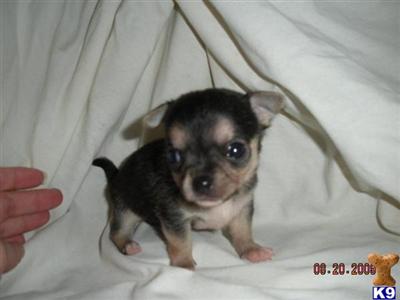 Chihuahua Puppies in FL