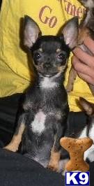 Chihuahua Puppies in FL