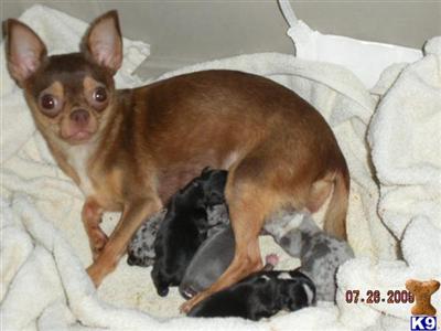 Chihuahua Puppies in FL