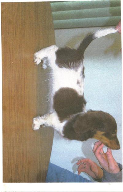 Stud Dogs - Dachshund