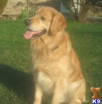 Stud Dogs in IN