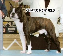 Boston Terrier Puppies in TX