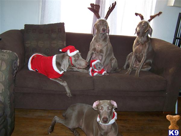 Weimaraner Puppies