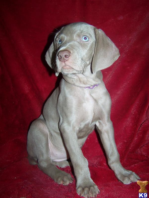 Weimaraner Puppies