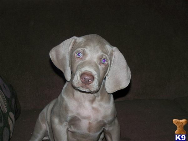Weimaraner Puppies