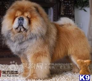 BEIJING, CHINA Chow Chow Puppies