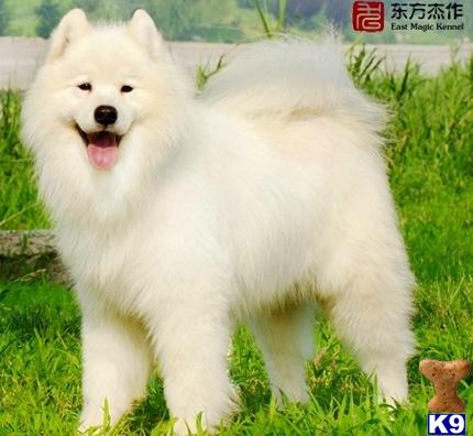Samoyed Puppies