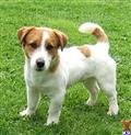 Jack Russell Terrier