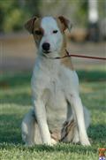 Jack Russell Terrier