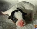 Jack Russell Terrier