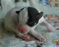 Jack Russell Terrier