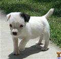 Jack Russell Terrier