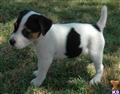 Jack Russell Terrier