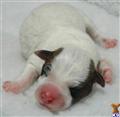 Jack Russell Terrier
