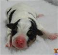 Jack Russell Terrier