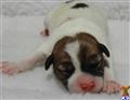 Jack Russell Terrier