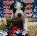 Jack Russell Terrier